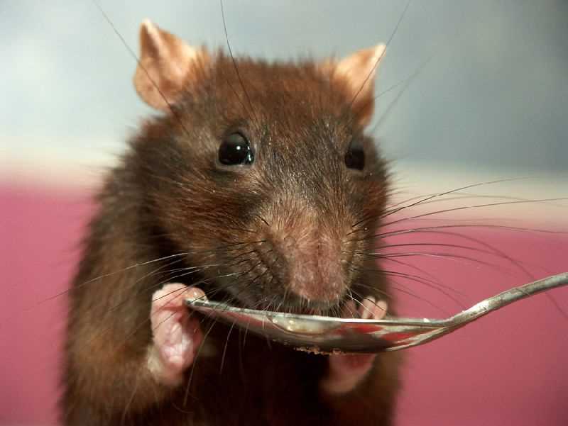 Рекомендации специалистов по рациону крыс