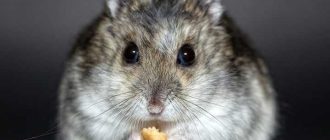 Можно ли кормить крыс кормом для хомячков? Узнайте ответы здесь
