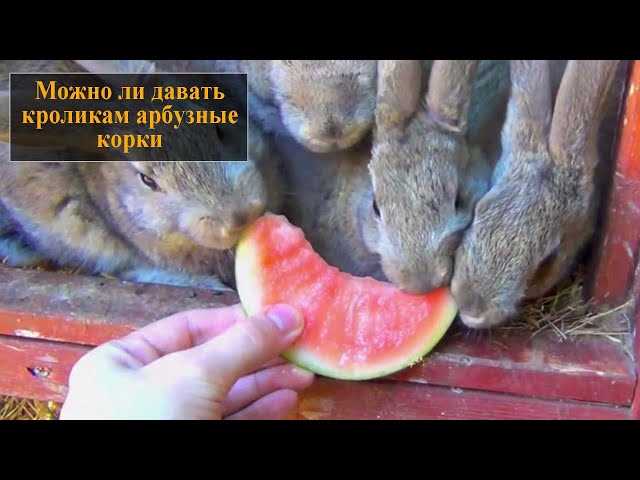 Можно ли кролика кормить арбузом?