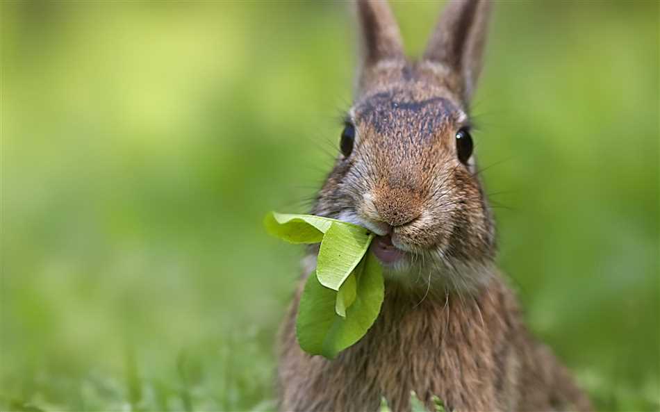 Что нужно знать о кормлении кроликов?