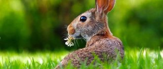 Можно ли кроликам давать зеленый лук?