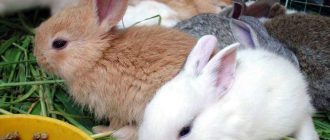 Можно ли кроликам давать жмых? Важная информация о кормлении