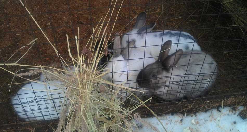 Польза и вред кожуры апельсина для кроликов