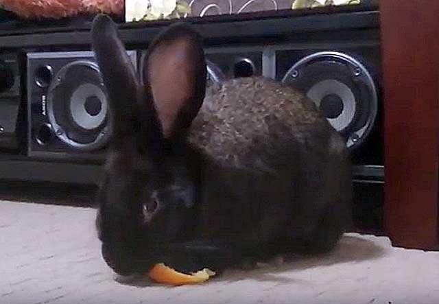Можно ли кроликам кожуру от апельсина?