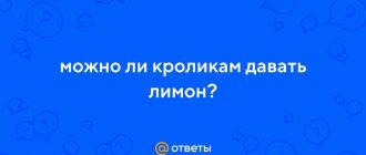 Можно ли давать кроликам лимон? Получите ответы здесь