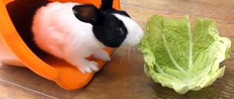Можно ли кроликам давать отварную капусту: полезные советы
