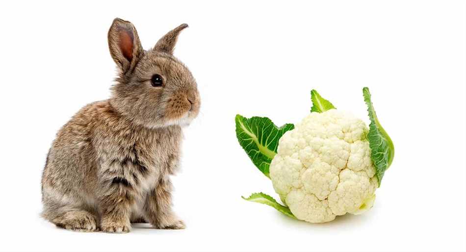Польза отварной капусты для кроликов