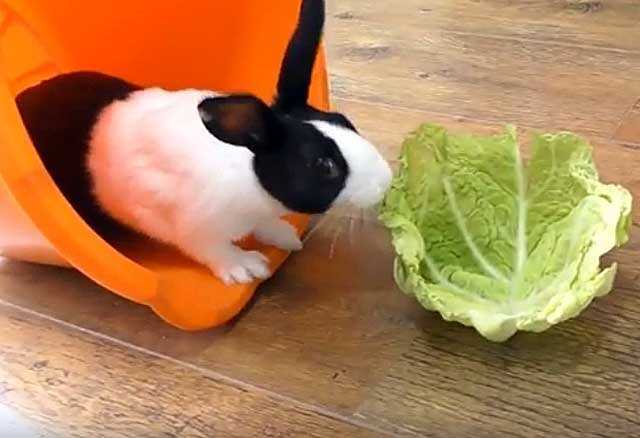 Можно ли кроликам отварную капусту?