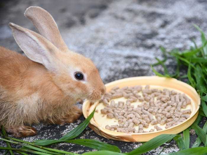 Подраздел 1.2: Питание кроликов