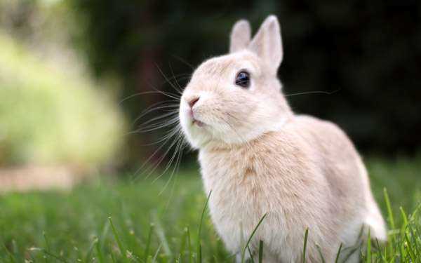 Кролики и их питание