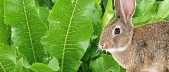Можно ли кроликам давать листья хрена? Все, что вам нужно знать