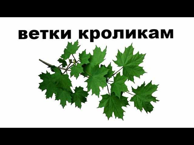 Подраздел 2.2: Каковы особенности пищеварения кроликов