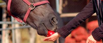 Можно ли лошадям арбузные корки? Ответ специалистов