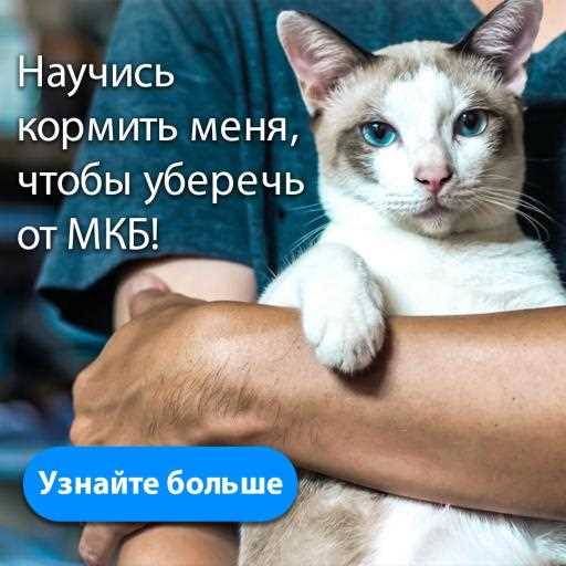 Можно ли мешать сухой корм с влажным для котят?