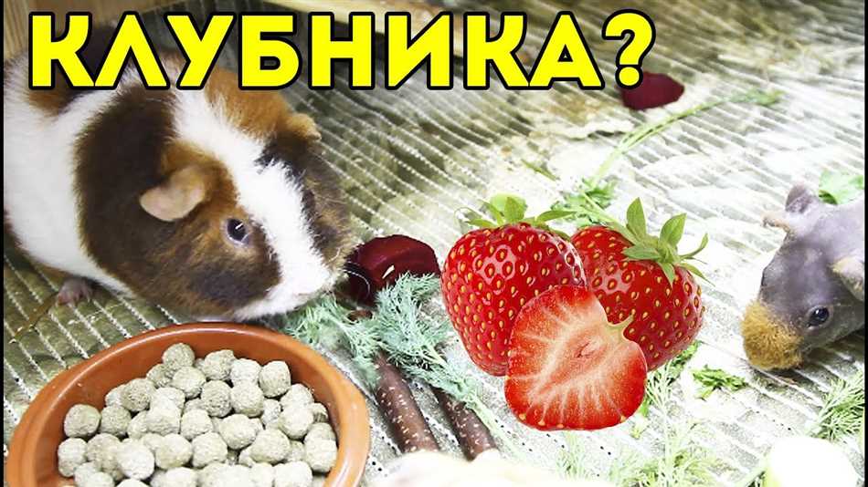 Можно ли морским свинкам клубнику свежую?