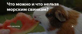 Можно ли морским свинкам редиску? | Кормление и питание морских свинок