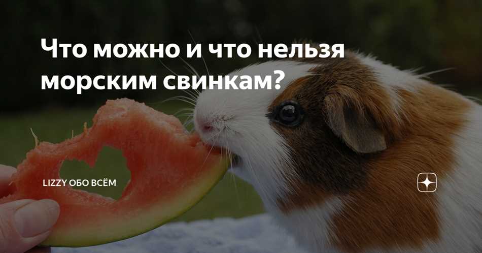 Можно ли морским свинкам редиску?