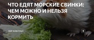 Можно ли морской свинке сушеные бананы?