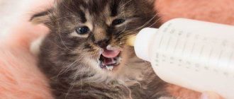Можно ли новорожденному котенку давать сливки?