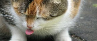 Можно ли переводить кота с домашней еды на сухой корм?