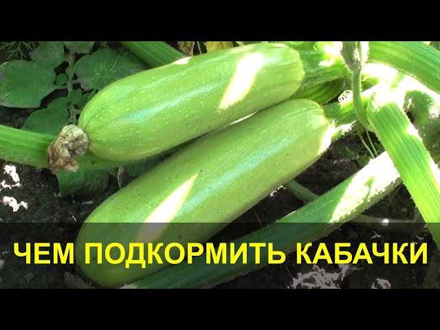 Негативное влияние молока на развитие кабачков