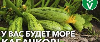 Можно ли использовать борную кислоту для подкормки кабачков?