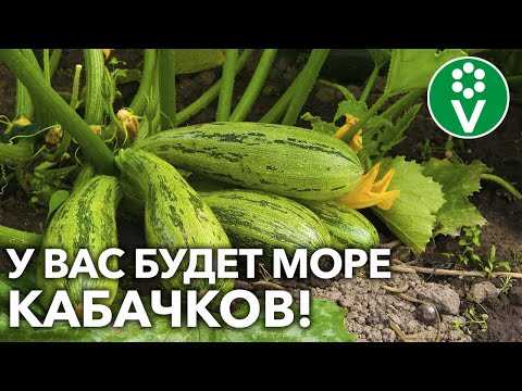 Можно ли подкормить кабачки борной кислотой?