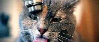 Можно ли давать кошке сырую воду для питья? Влияние сырой воды на здоровье кошек