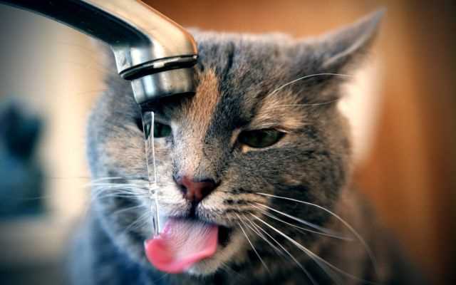 Можно ли сырую воду давать кошке для питья?