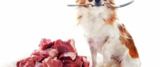 Можно ли собакам давать отварную говядину?