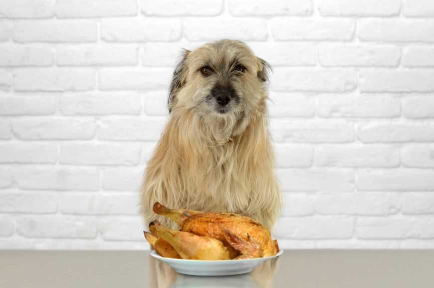 Можно ли собакам сырую курицу?