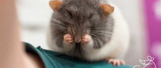 Можно ли трогать крысят: советы и рекомендации