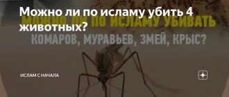 Убийство животных и ислам: что говорят правила?