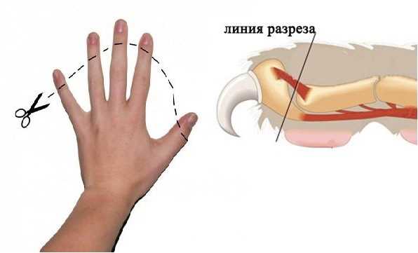 Можно ли удалить коту когти полностью?