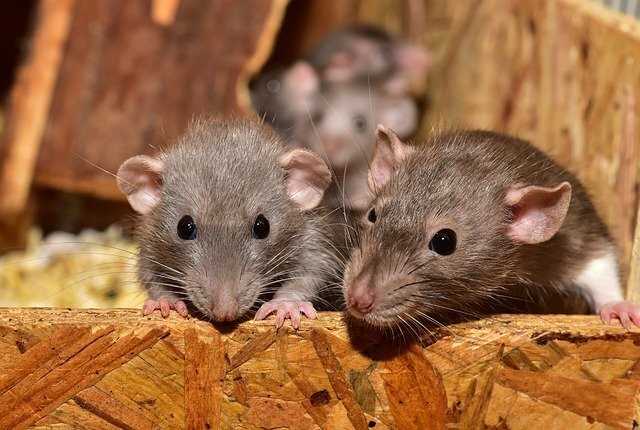 Потенциальные опасности для крыс на улице