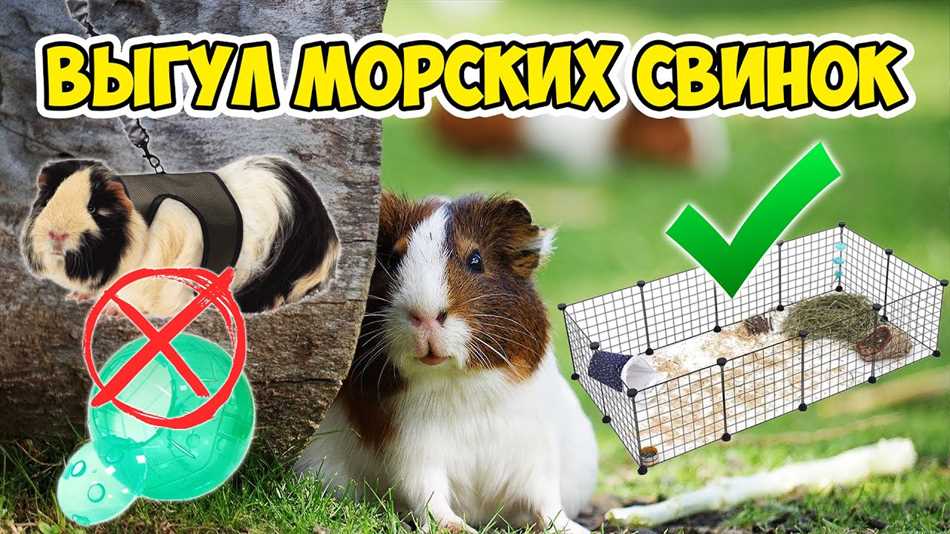 Зачем нужно выгуливать морскую свинку на улице?