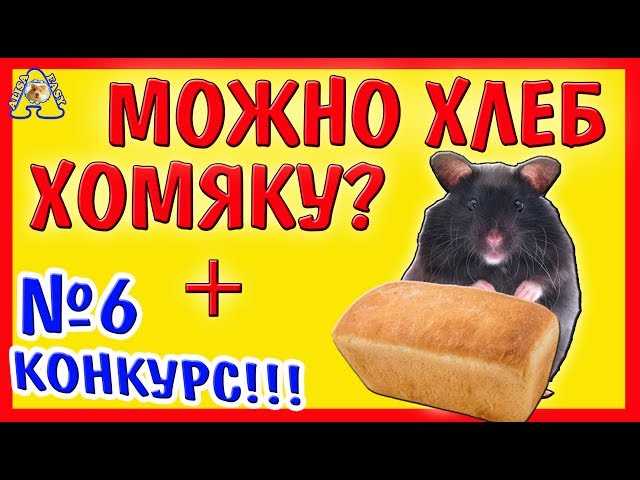 Полезные продукты для хомяка