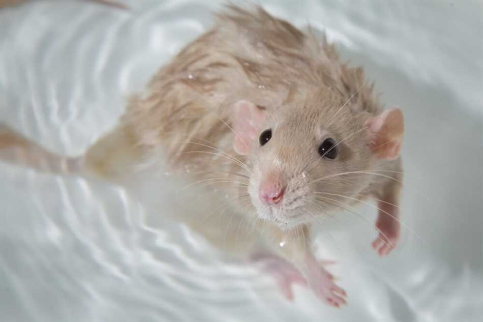 Насколько умны крысы?