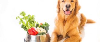 Овощи и фрукты в рационе собаки: нужны ли они?