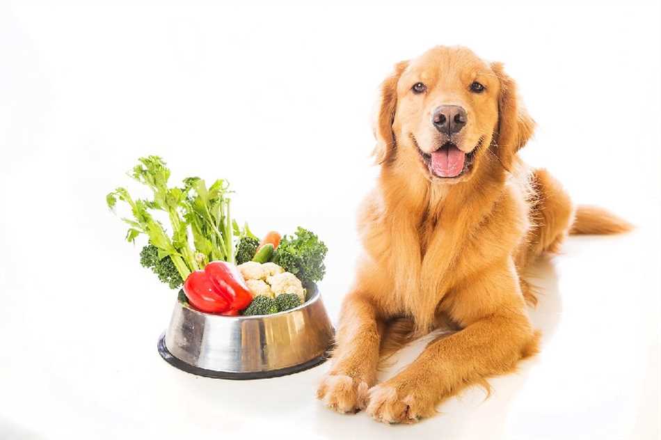 Нужны ли собаке в рационе овощи и фрукты?