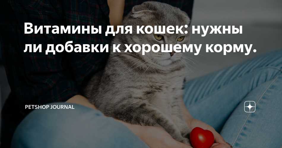 Влияние питания только сухим кормом на организм кота