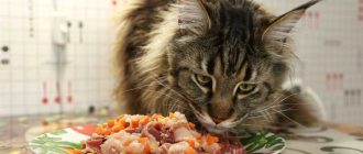 Нужно ли кошкам давать овощи? Важная информация для владельцев