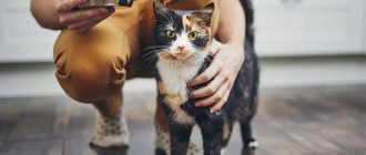 Полезно ли кормить кошек влажным кормом?