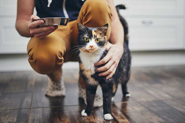 Нужно ли кормить кошек влажным кормом?
