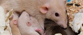 Прививать ли крысу дамбо: необходимость и польза