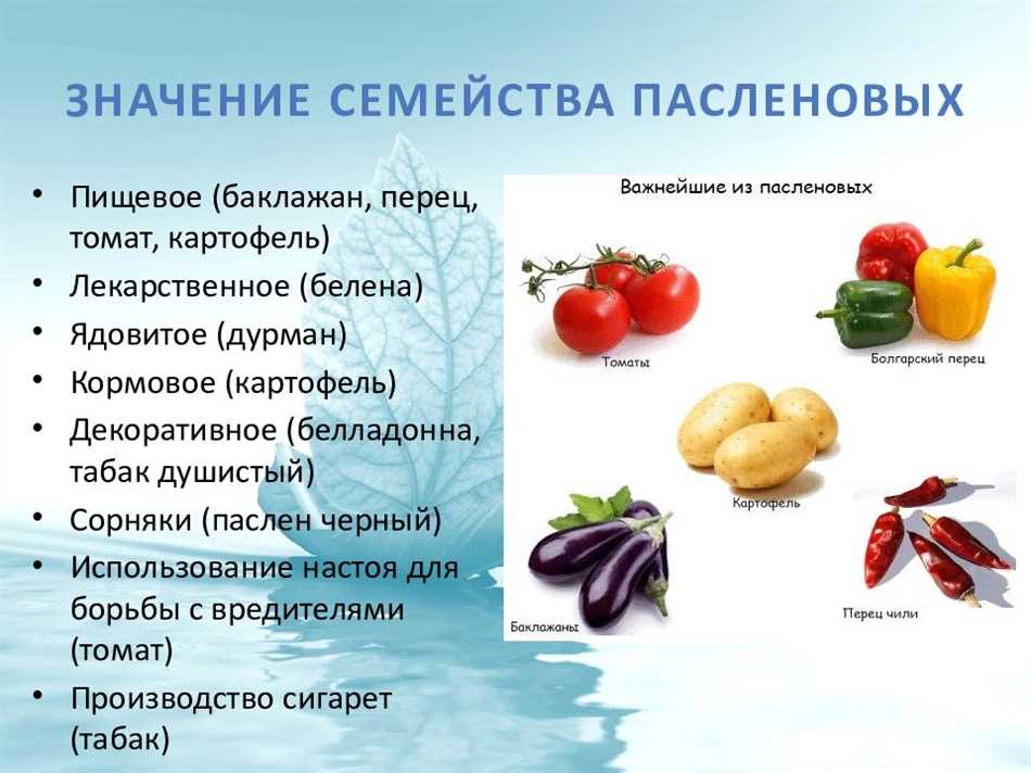 Относятся ли кабачки к пасленовым