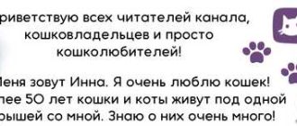 Почему кошкам нельзя давать кости: основные причины и последствия