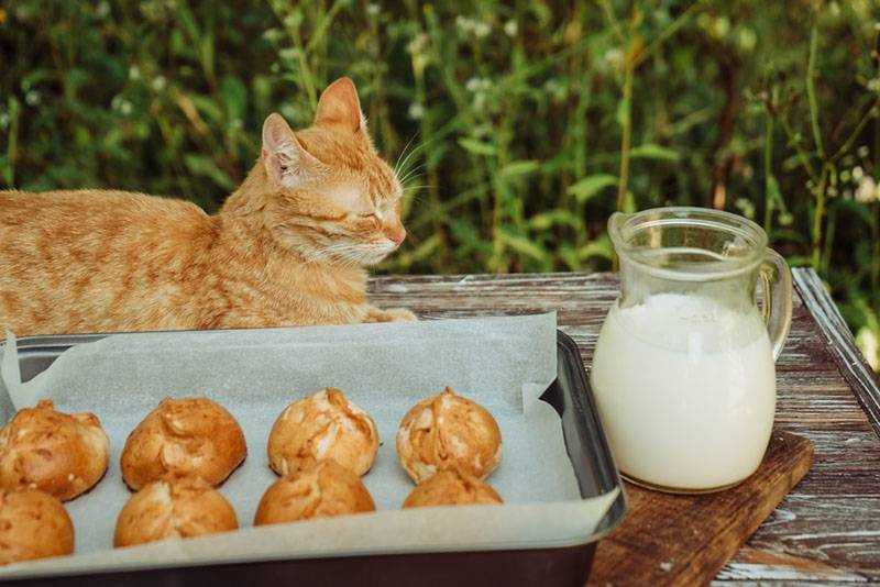 Почему кошкам нельзя сладкое и шоколад?