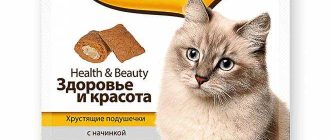 Почему кошкам нравится сыр? Все секреты кошачьей любви к этому продукту