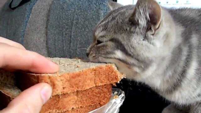 Глава 3: Полезно ли хлеб для кошек?